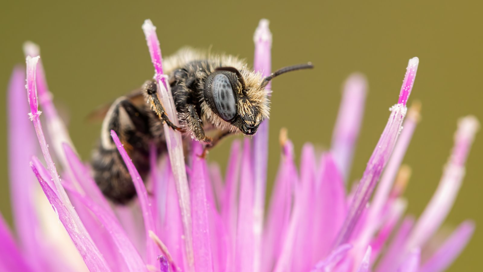 Macro & Insects