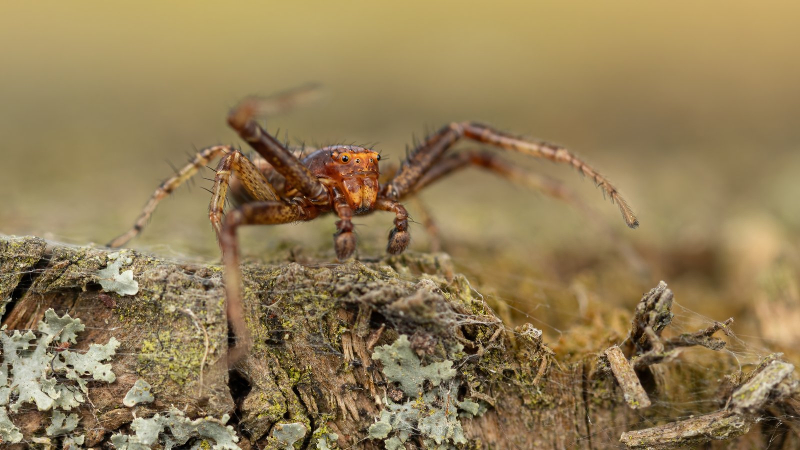 Macro & Insects