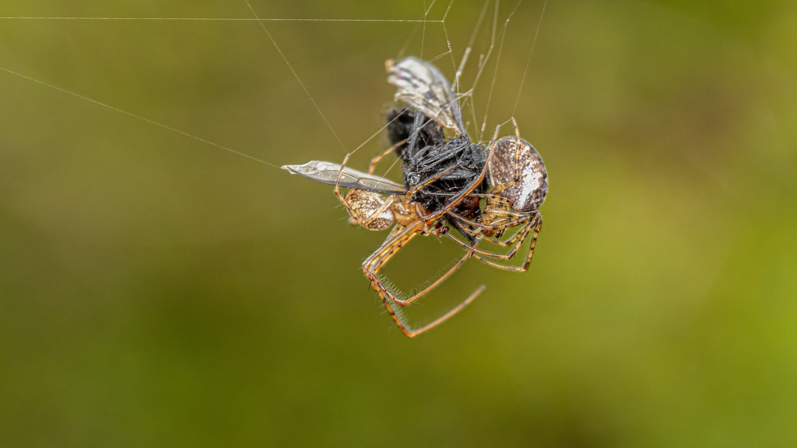 Macro & Insects