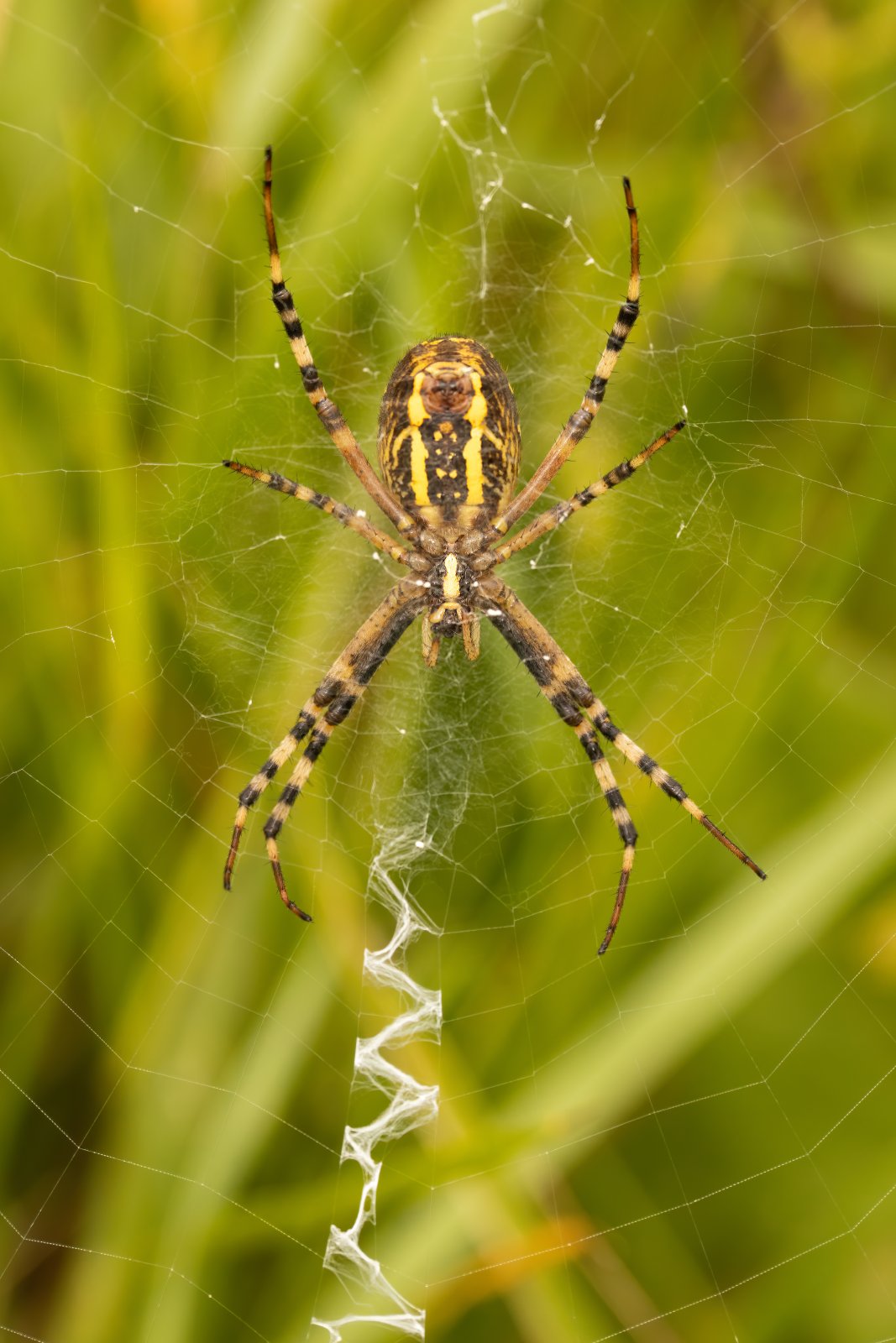 Macro & Insects