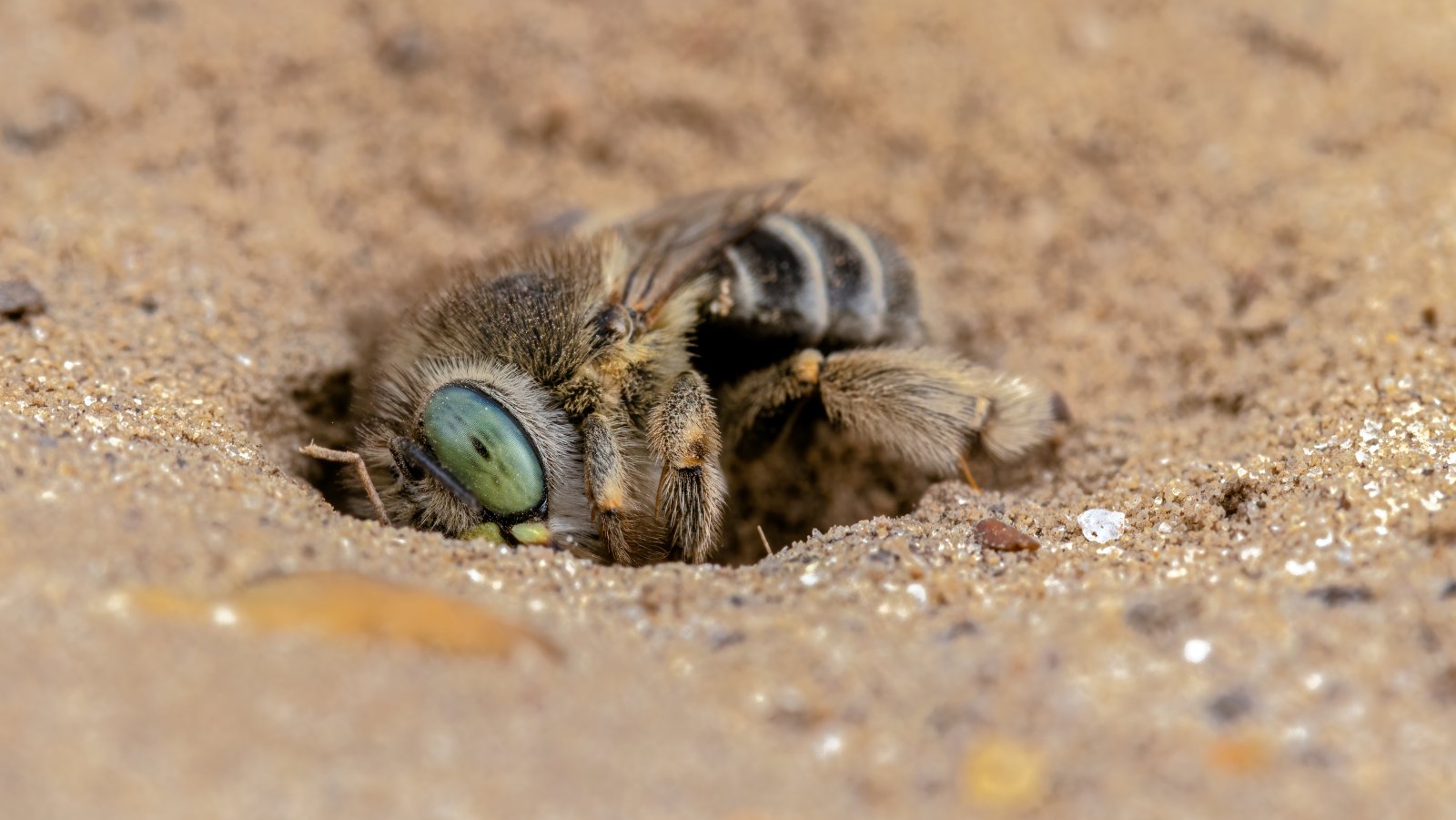 Macro & Insects