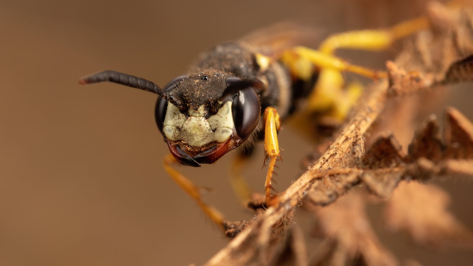 Macro & Insects