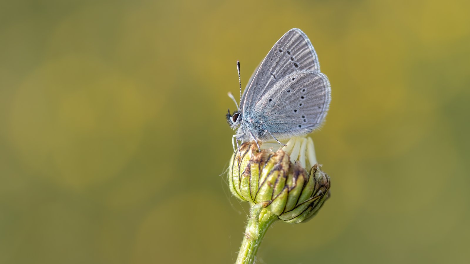 Macro & Insects