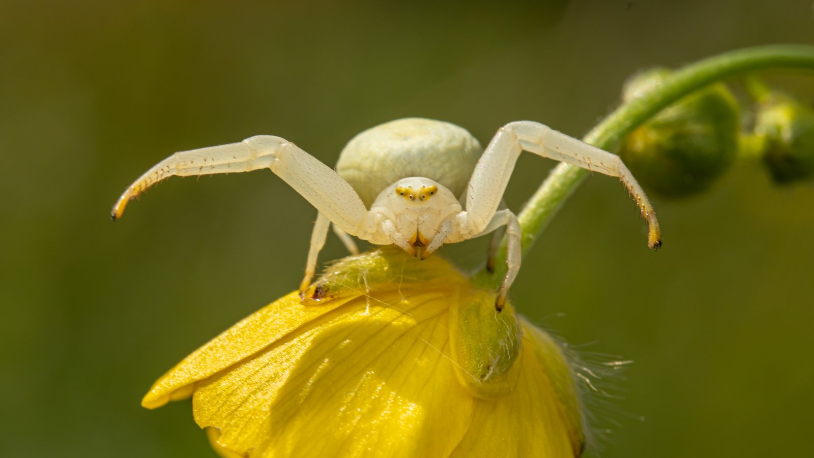 Macro & Insects