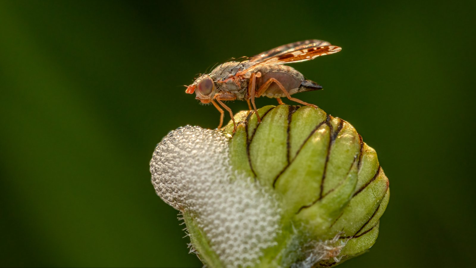 Macro & Insects