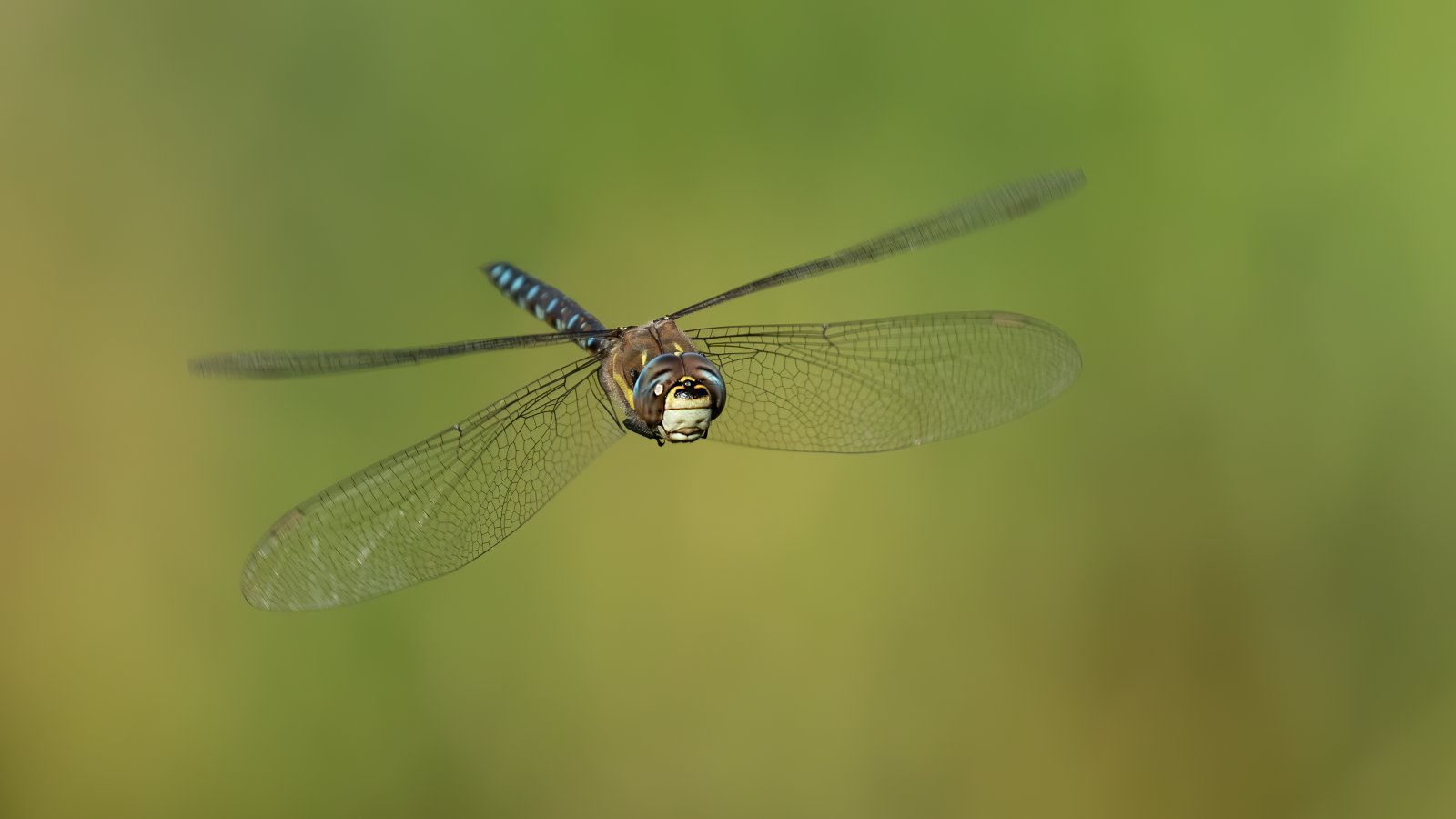 Macro & Insects