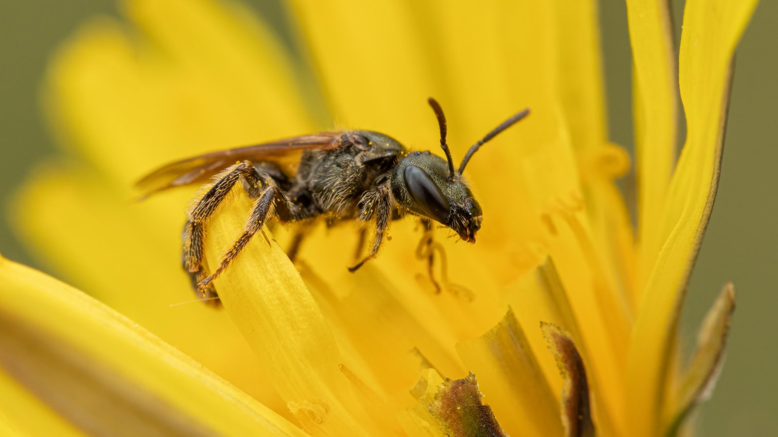 Macro & Insects