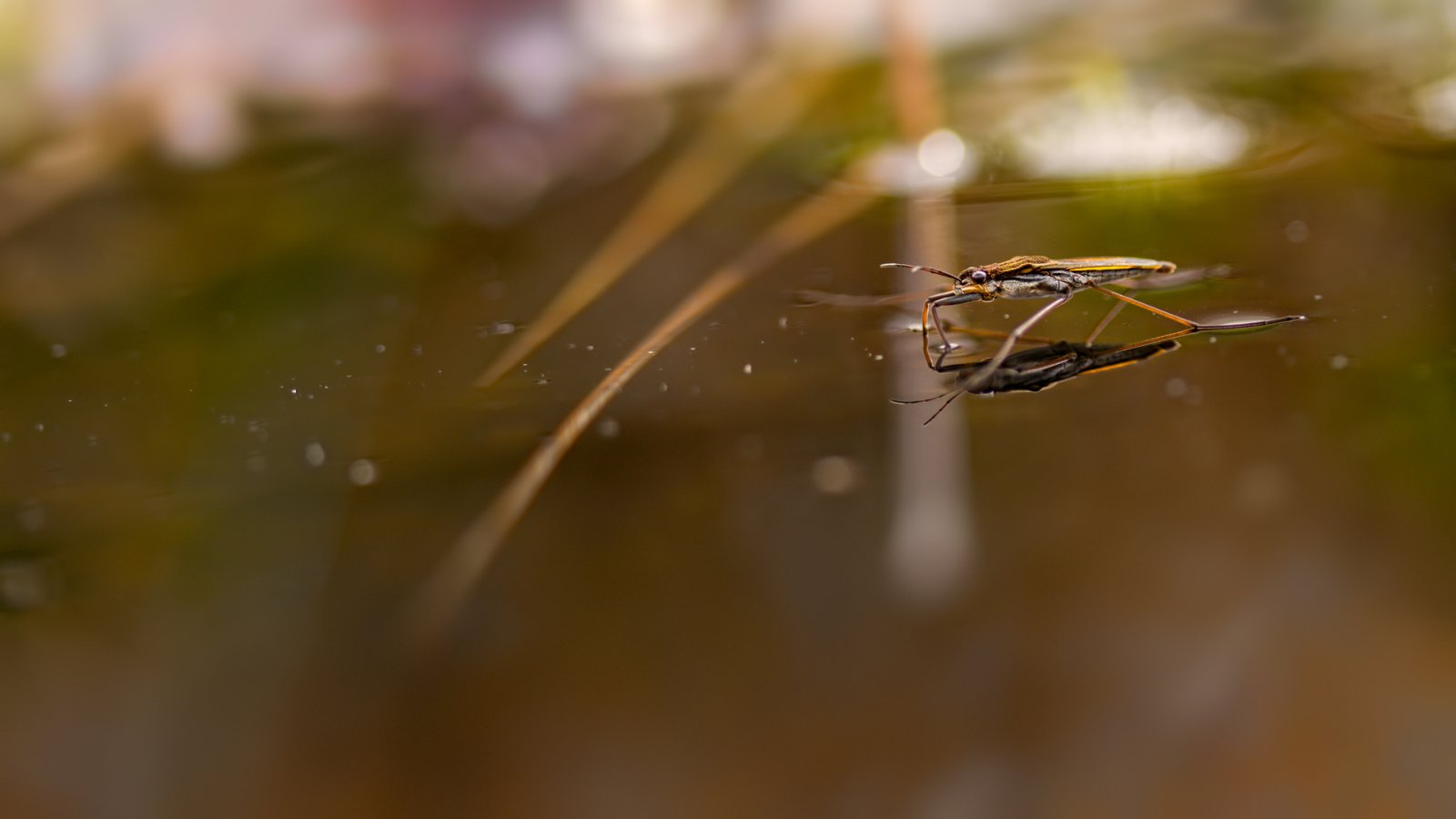 Macro & Insects