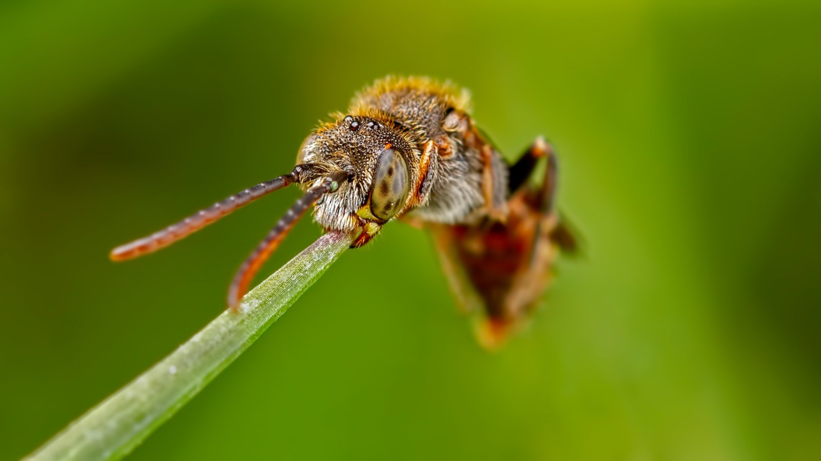 Macro & Insects