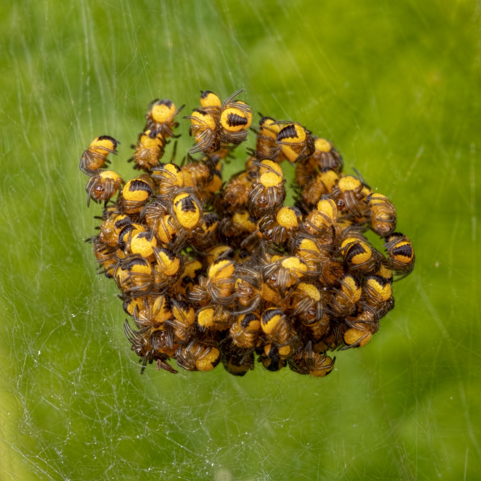 Macro & Insects