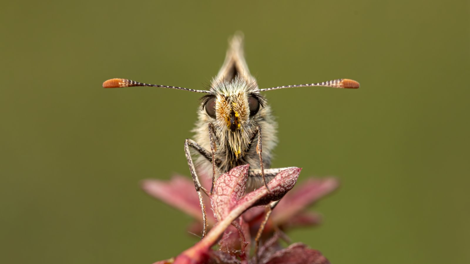 Macro & Insects