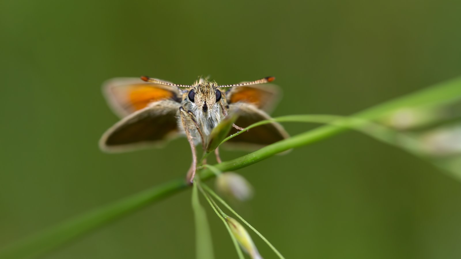 Macro & Insects