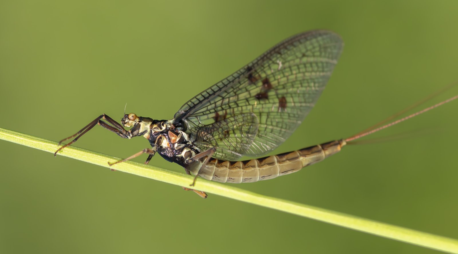 Macro & Insects