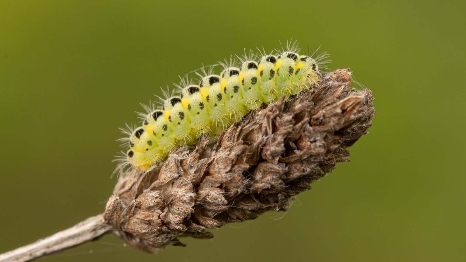 Macro & Insects