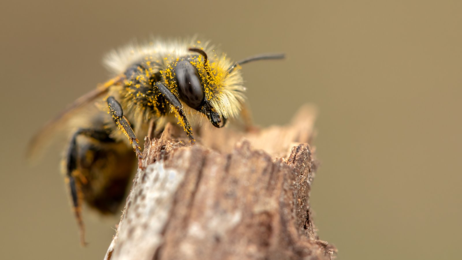 Macro & Insects