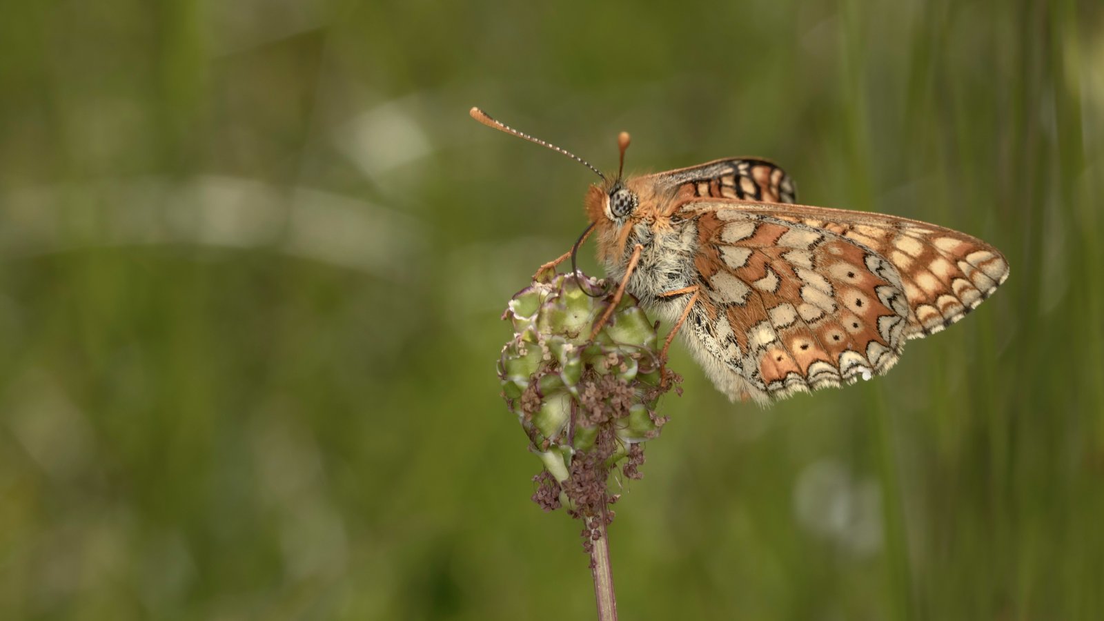 Macro & Insects