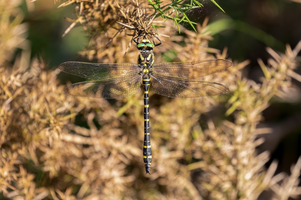 Macro & Insects