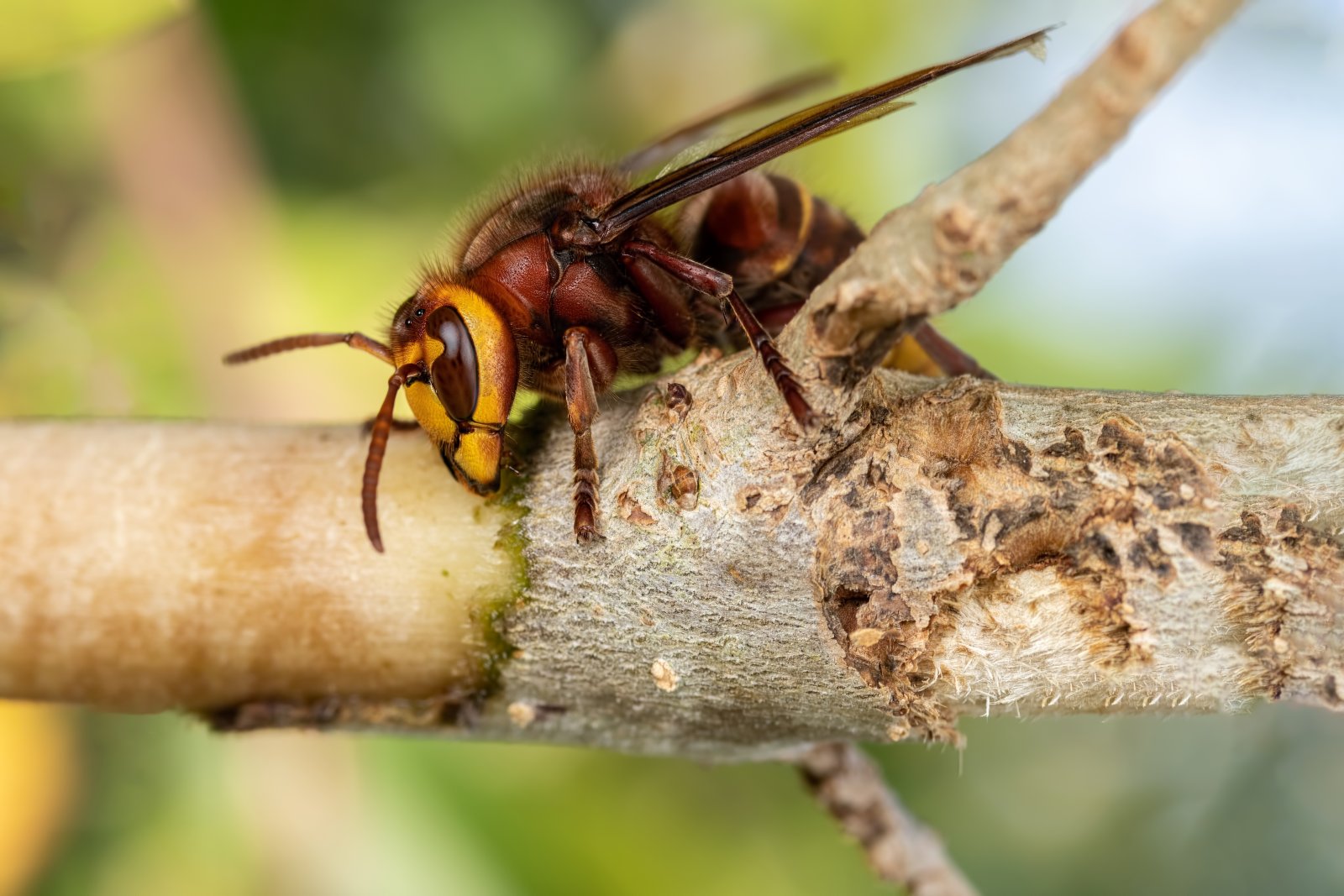 Macro & Insects