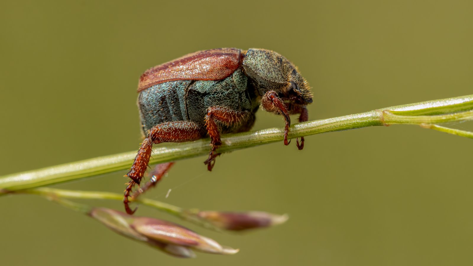 Macro & Insects