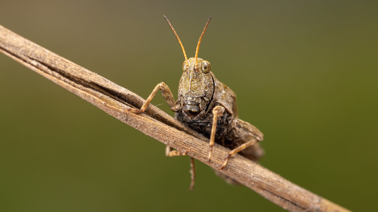 Macro & Insects