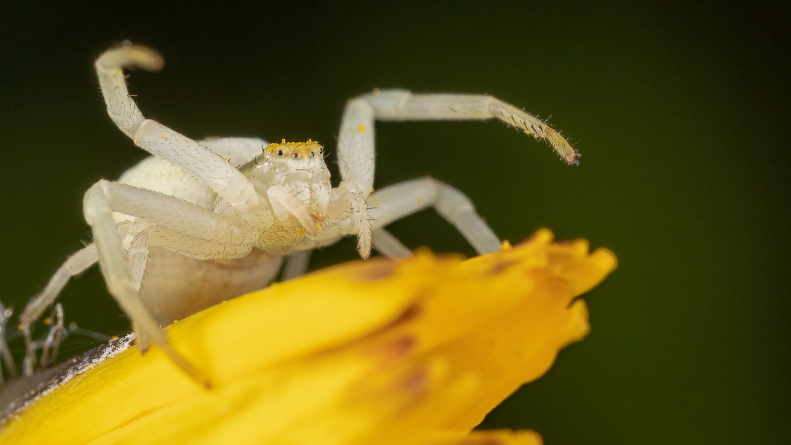 Macro & Insects