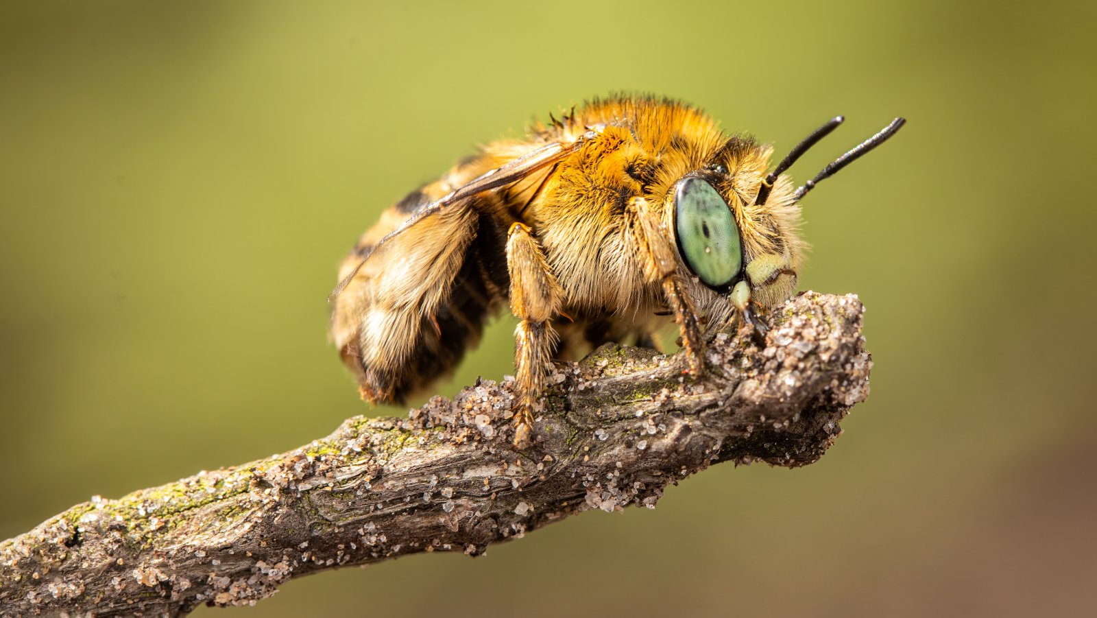 Macro & Insects