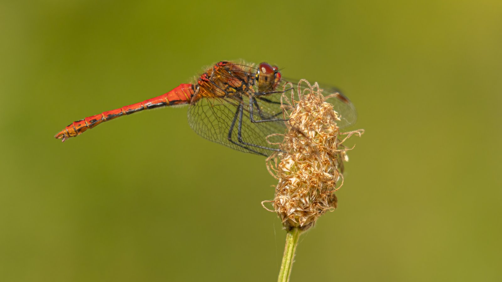 Macro & Insects