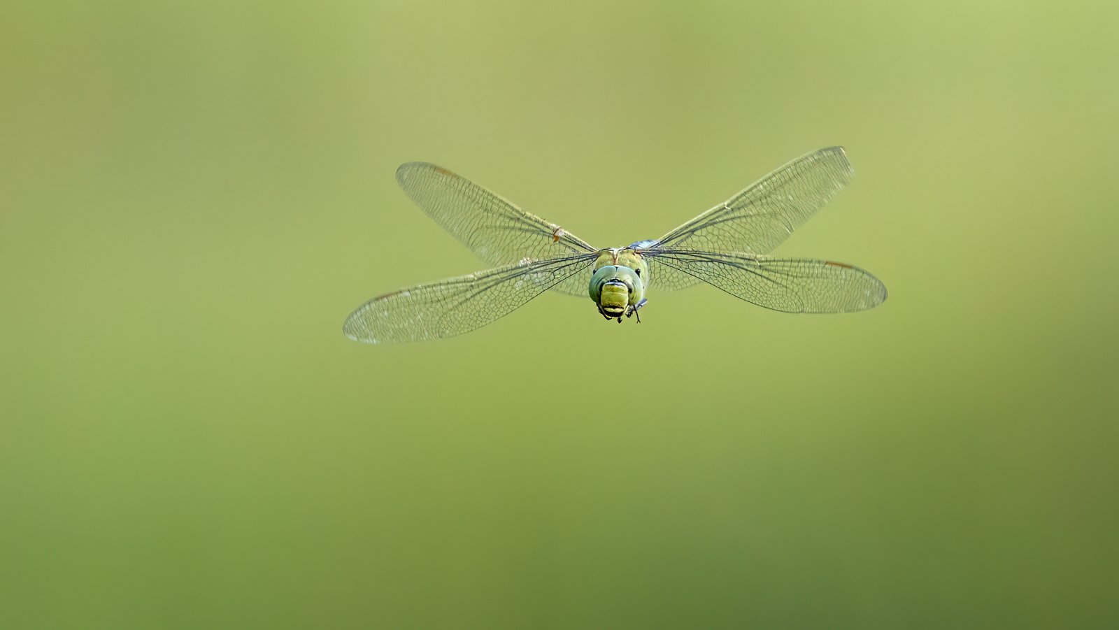 Macro & Insects