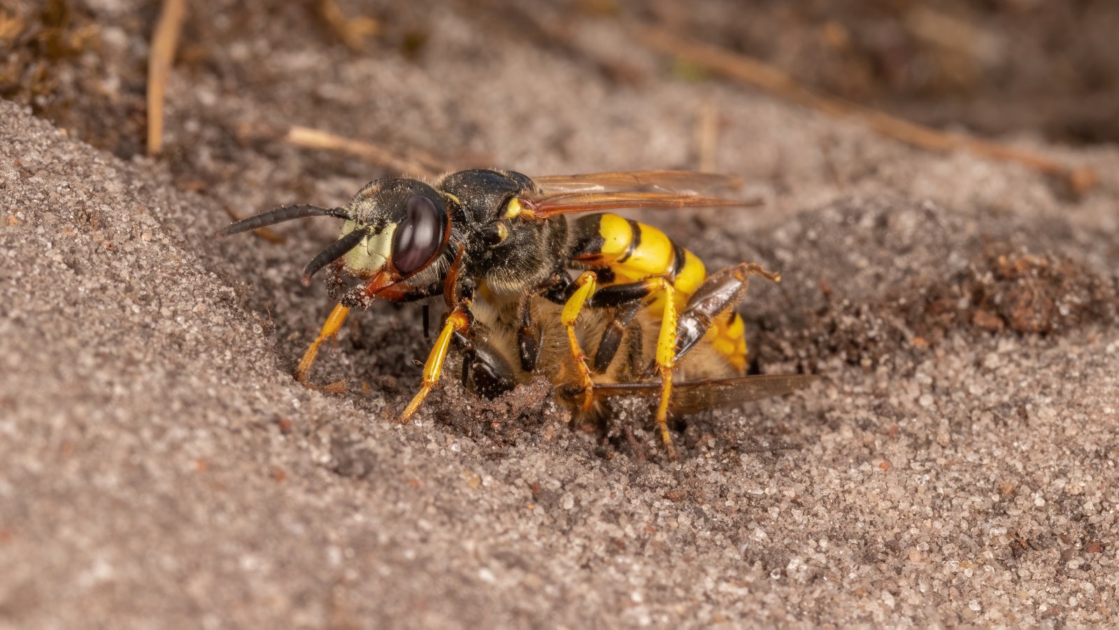 Macro & Insects