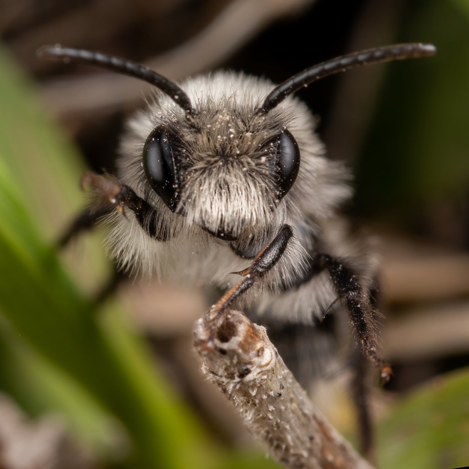 Macro & Insects