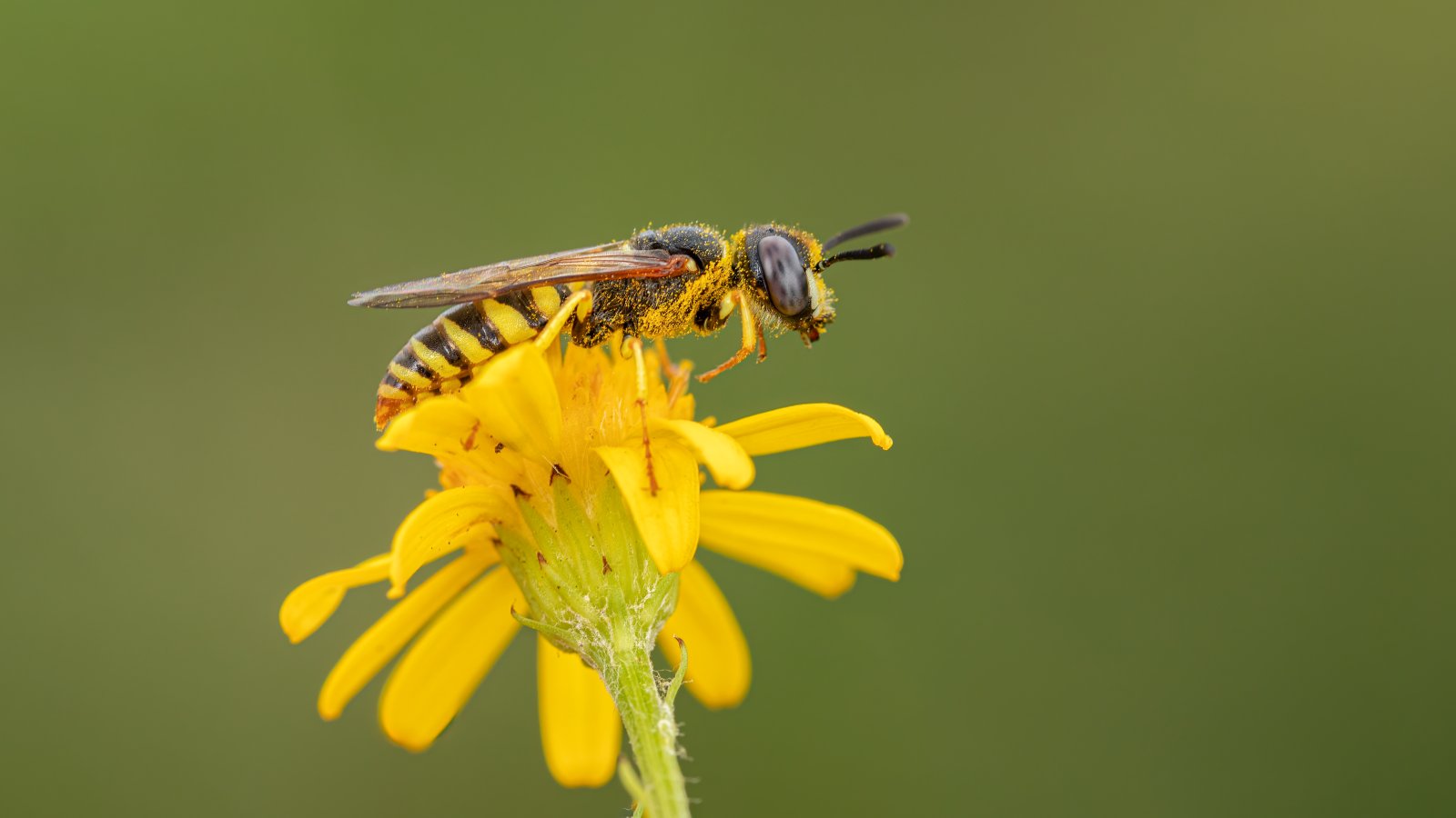 Macro & Insects