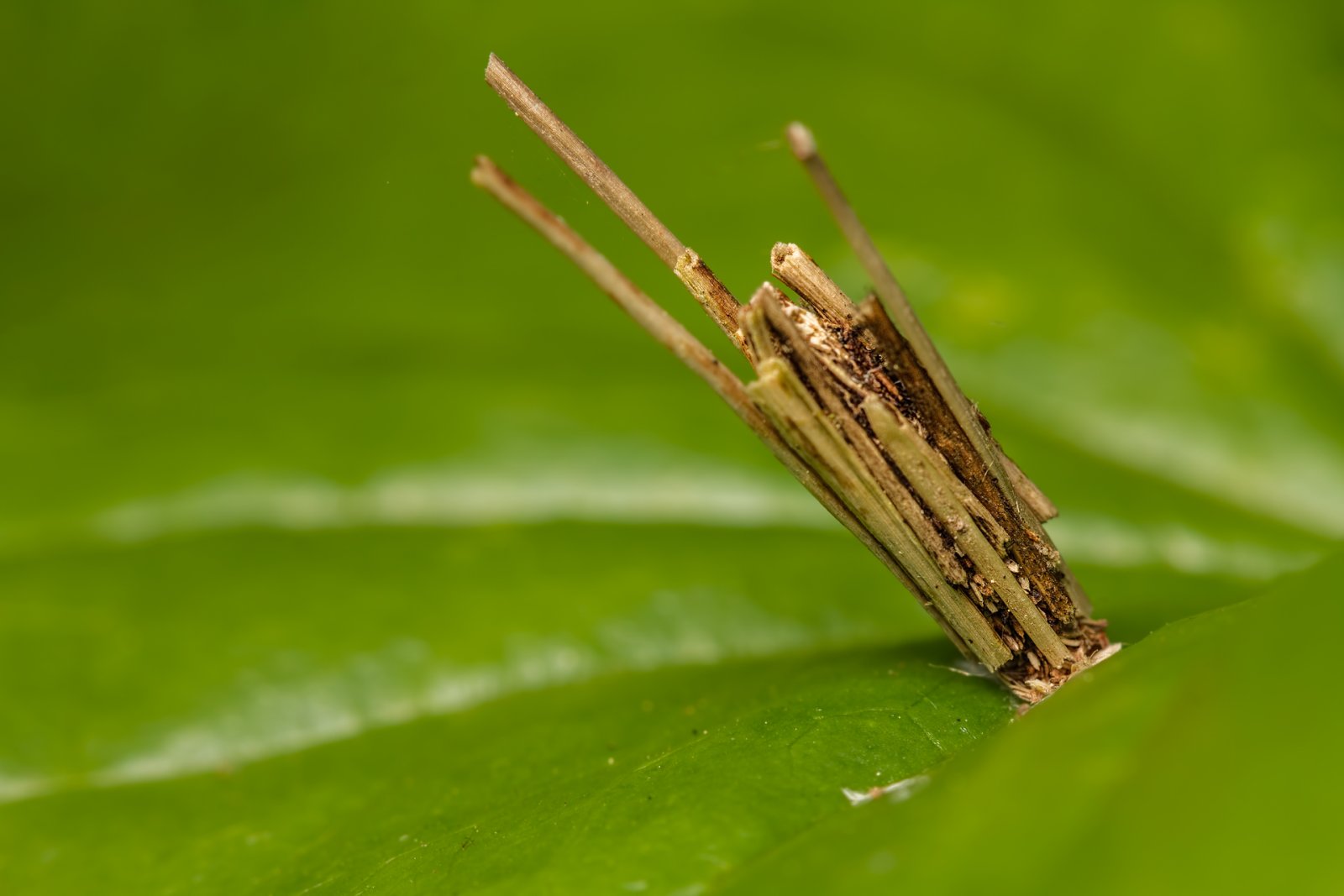 Macro & Insects