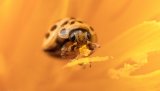 Macro & Insects