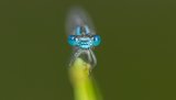 Macro & Insects