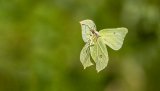 Macro & Insects