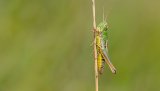 Macro & Insects