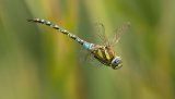 Macro & Insects