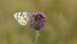 Macro & Insects