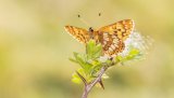 Macro & Insects