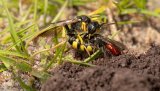 Macro & Insects