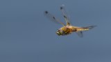 Macro & Insects