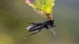 Macro & Insects