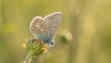 Macro & Insects