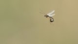 Macro & Insects