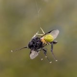 Macro & Insects