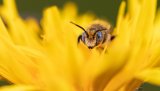 Macro & Insects