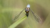 Macro & Insects
