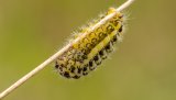 Macro & Insects