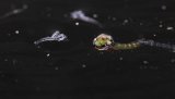 Macro & Insects