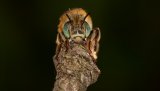 Macro & Insects